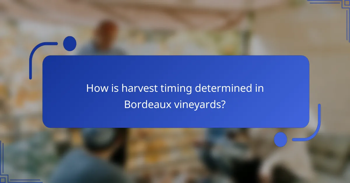 How is harvest timing determined in Bordeaux vineyards?